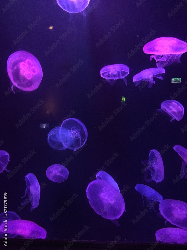 jellyfish in blue background jellyfish in blue background