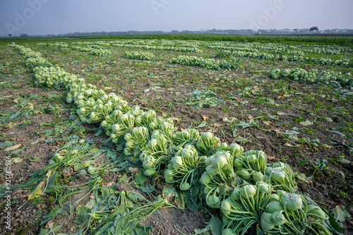 Rows of harvested kohlrabi vegetables have been laid on the ground. photo