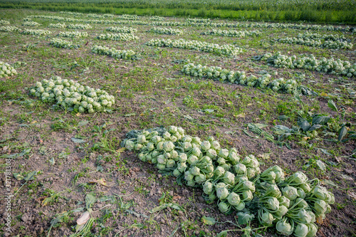 Rows of harvested kohlrabi vegetables have been laid on the ground. photo