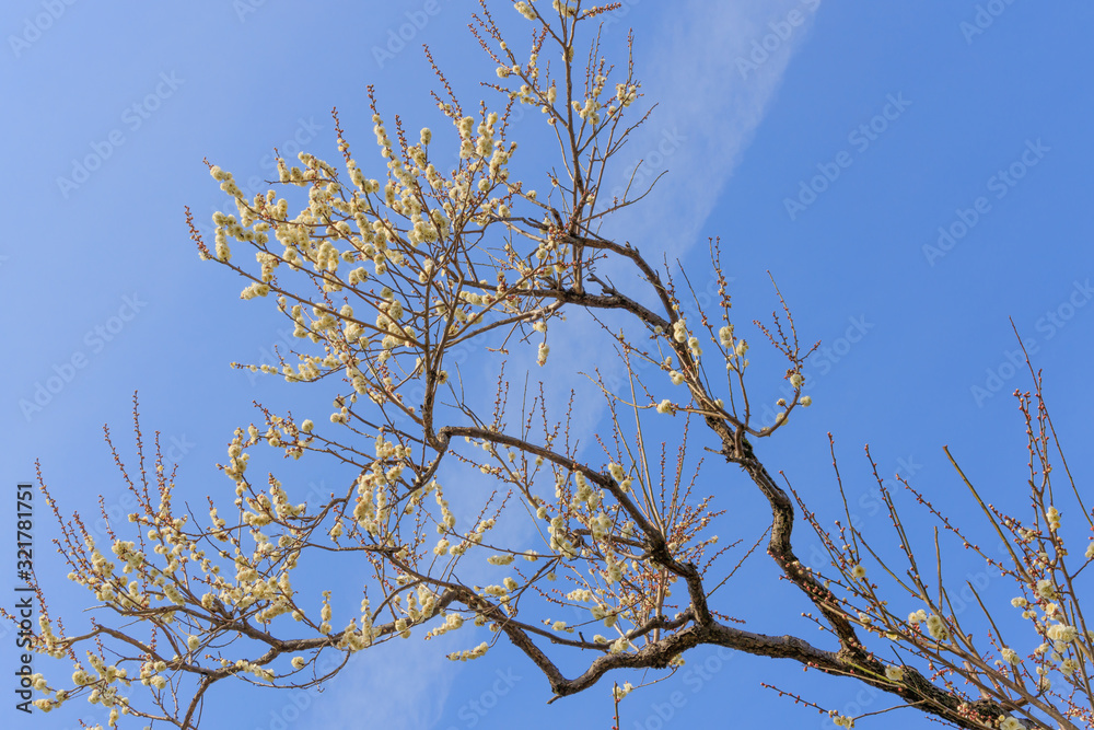 Obraz premium 梅：Prunus mume