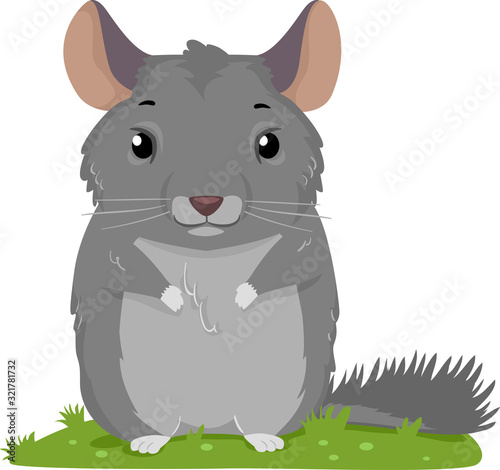 Chinchilla Illustration