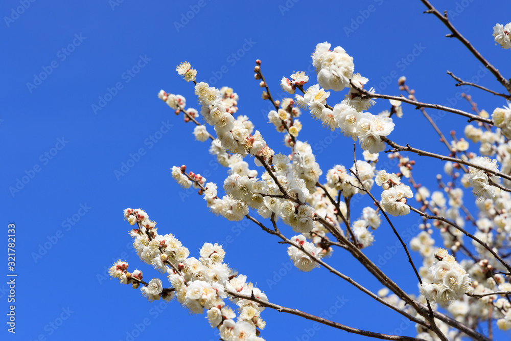 梅:Prunus mume 梅:Prunus mume