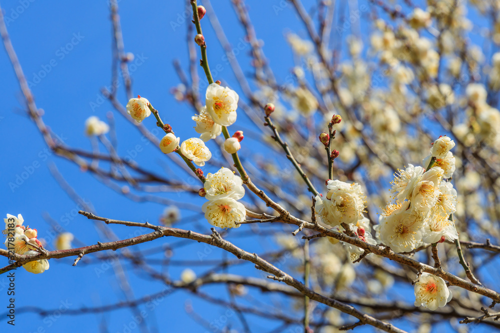 梅:Prunus mume 梅:Prunus mume