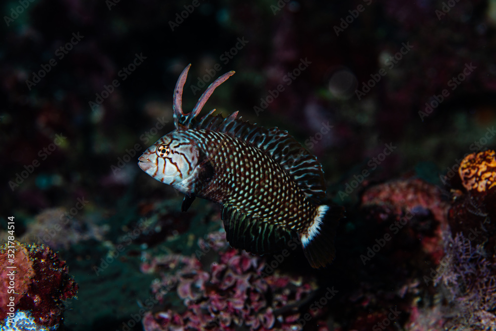 Rock Mover Wrasse - Sub Adult Rock Mover Wrasse - Sub Adult