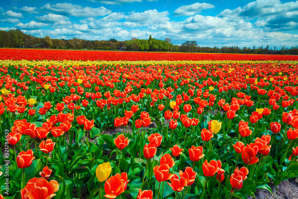 Agricultural spring landscape with fresh colorful tulip fields in Netherlands