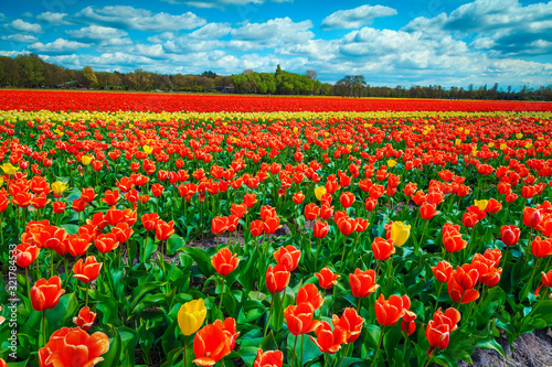 Agricultural spring landscape with fresh colorful tulip fields in Netherlands