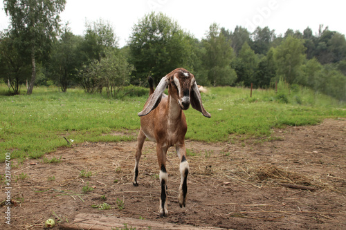 Nubian brown goat free-range breed of African descent on the street among green grass and trees