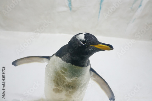 Gentoo penguin  Pygoscelis papua  at zoo on a ice background