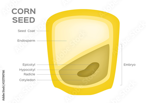 corn seed vector / Anatomy of grain infographic