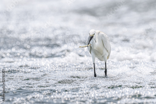 Hunting white egret portrait