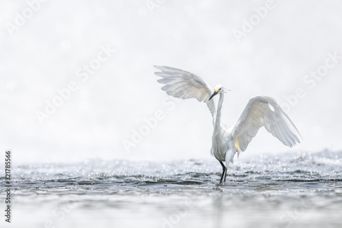 Hunting and dancing on the surface of water white egret portrait