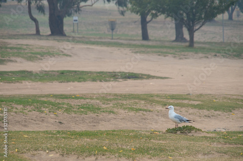 Seagull in smoke haze photo