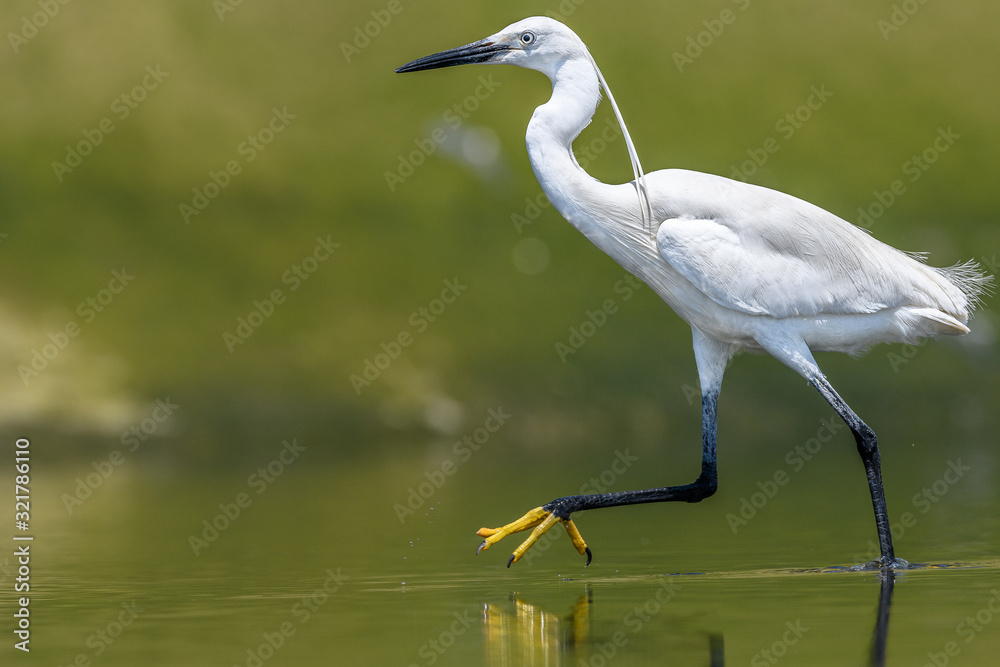 Naklejka premium white egret portrait