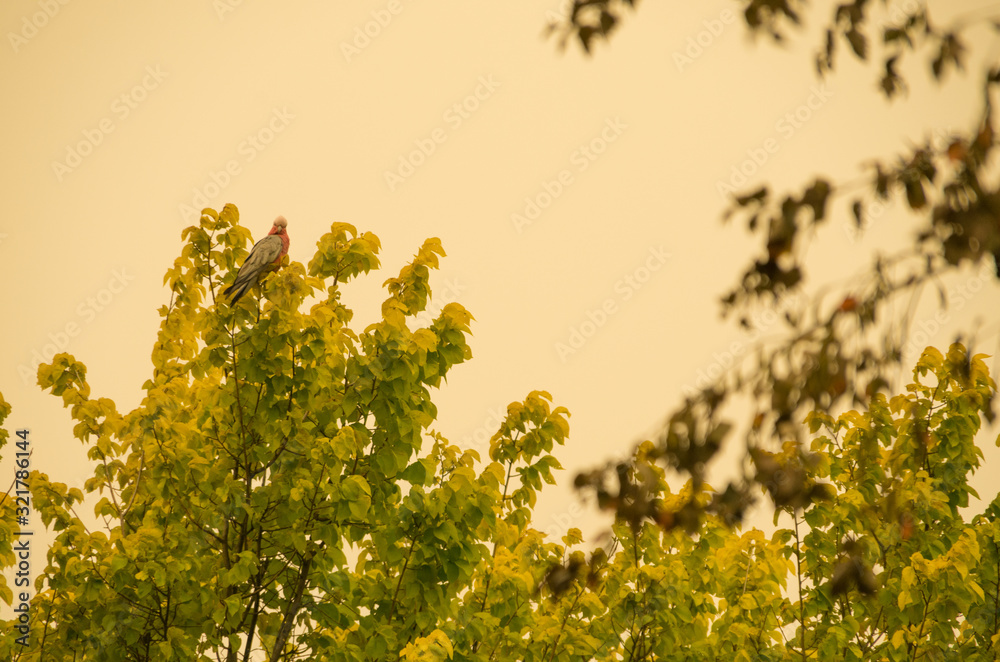 Native australian bird sitting in a tree in a smoke haze