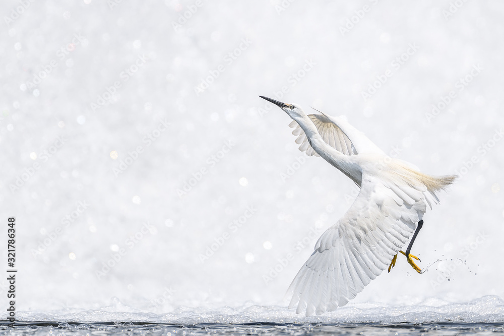 Fototapeta premium White egret flying with a white waterfall background