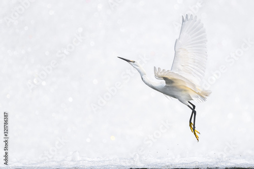 White egret flying with a white waterfall background photo