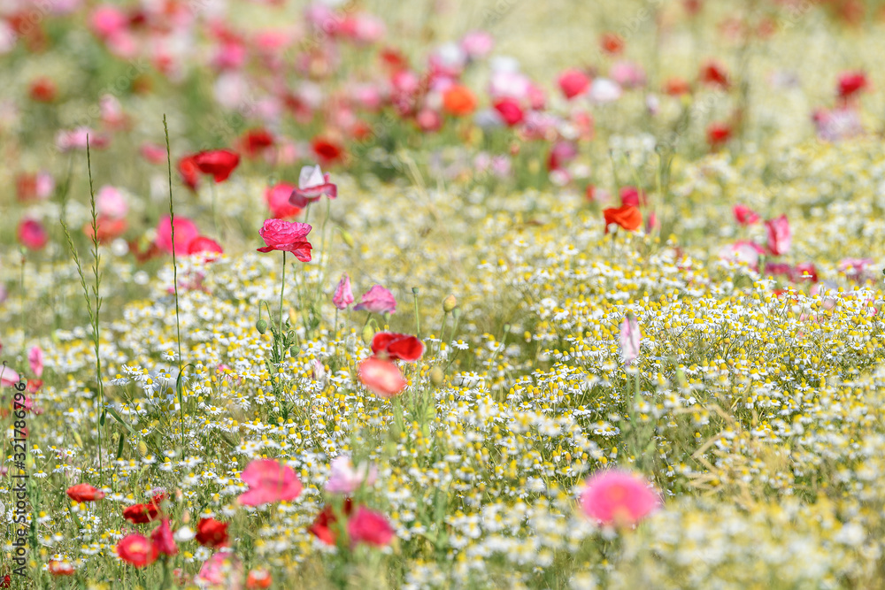 multicolor field of poppies and daisies flowers multicolor field of poppies and daisies flowers