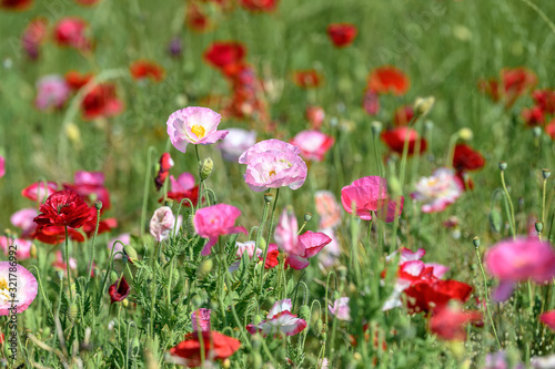 multicolor field of poppies flowers