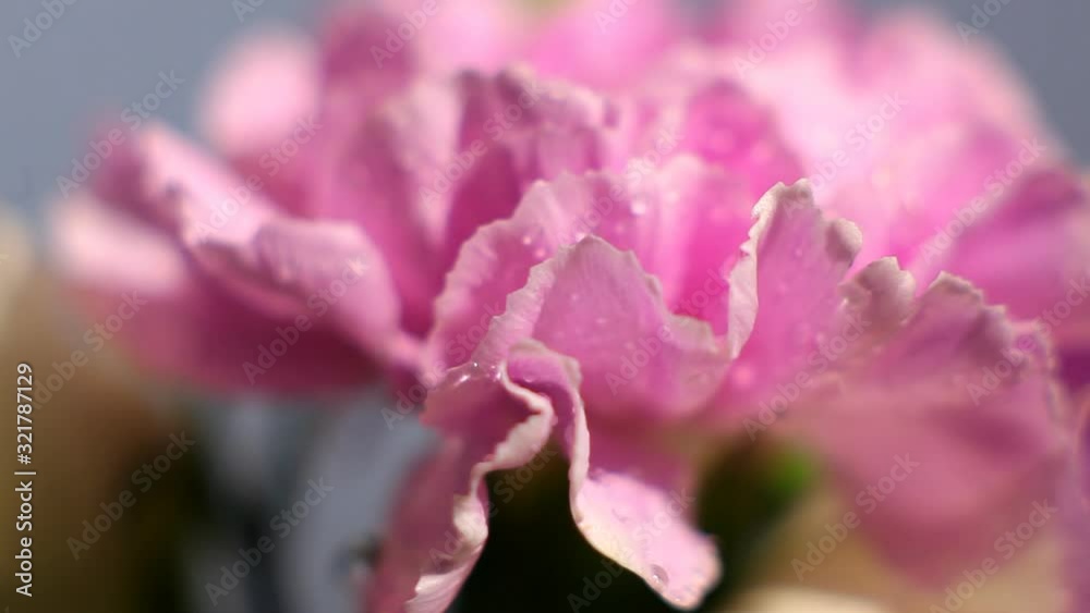 Pink flower