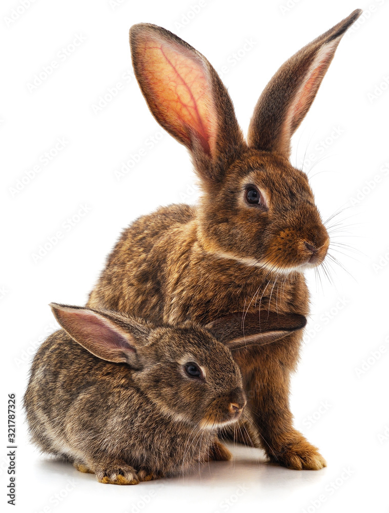 Rabbit with child. Rabbit with child.