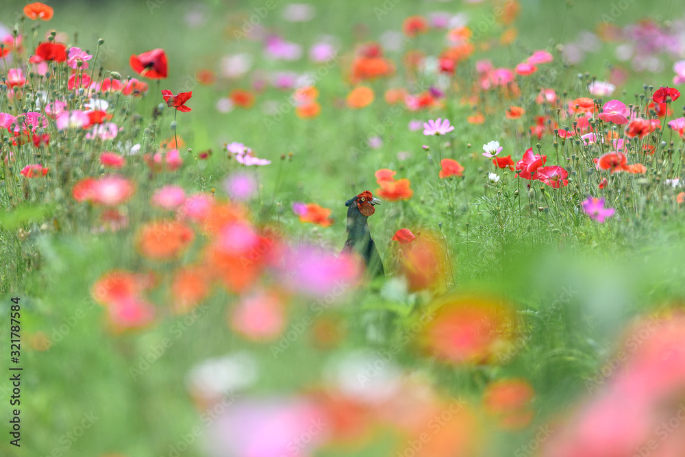 Japanese green Pheasant in a flowers field portrait