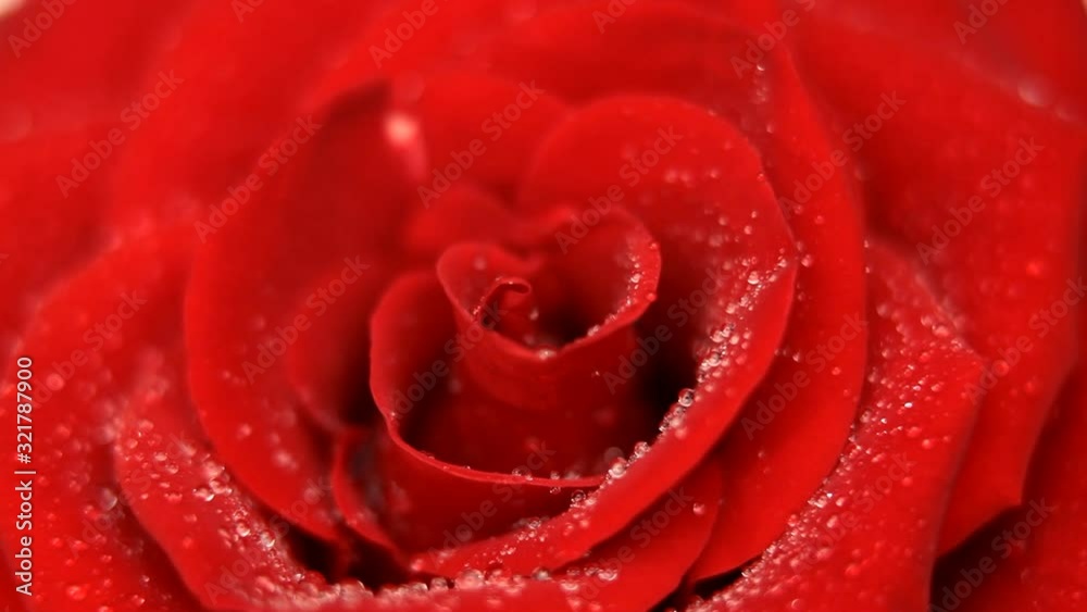 Red Rose flower close-up Red Rose flower close-up