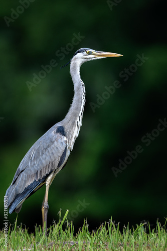 Foto Grey heron portrait