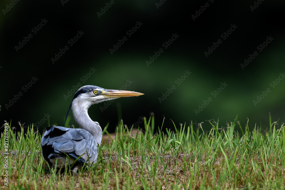 Fototapeta premium Grey heron portrait