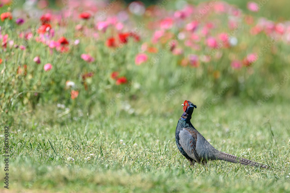 Japanese green Pheasant in a flowers field portrait Japanese green Pheasant in a flowers field portrait