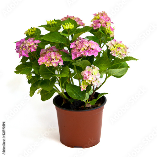 Pink hydrangea in pot isolated on white background