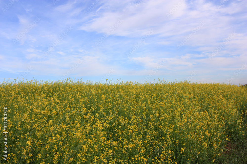 Blue sky and field of yellow flowers