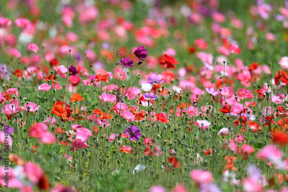 multicolor field of poppies and cosmos flowers