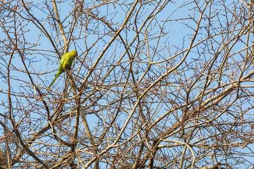 Parrot sitting on a tree in...