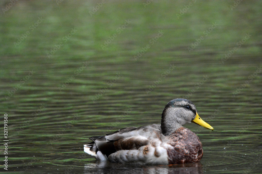 Fototapeta premium animals in a mountain lake in Styria, Austria