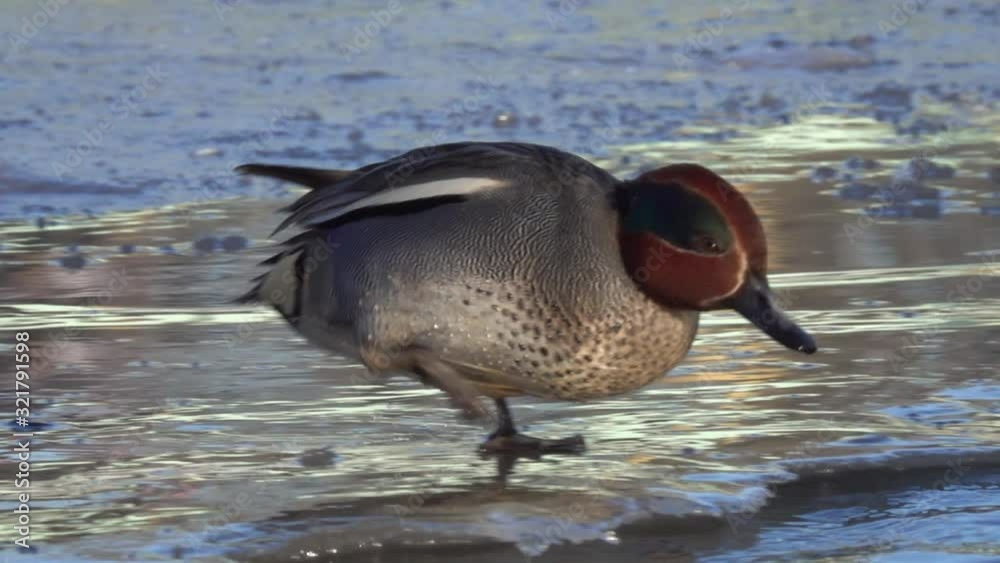 Duck Eurasian Teal or Common Teal (Anas crecca) male. Small Duck floats on water and walks along the edge of the ice. Blue Sky is reflected in the water. Pond in a City Park in the middle of Winter