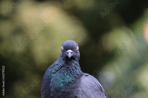 close up of A blue male pigeon or dove bird sleeping in the green nature , domestic pigeon birds, outdoor birds