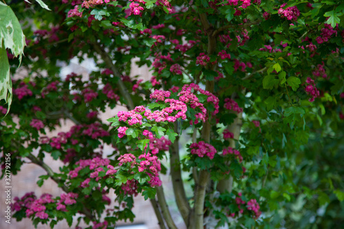 Hawthorn tree — in Latin Crataegus laevigata — with bright pink flowers in the garden. Hawthorn in garden © znmystery