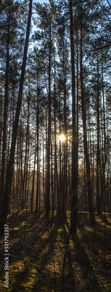 Obraz premium Sunset in the forest