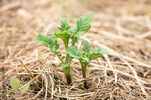 No dig gardening: side view of a young potato sprouts growing in a bed of hay or straw.
