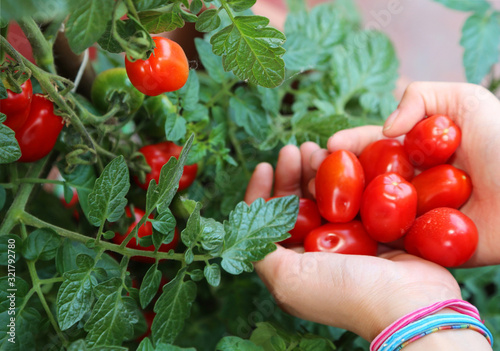 фотографія girl collecting red ripe tomatoes from the plant