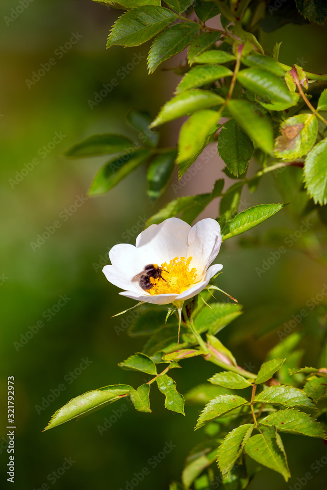 Flowering Dog Rose - Rosa canina in a green natural setting with a bumblebee feeding on the nectar. Flowering Dog Rose - Rosa canina in a green natural setting with a bumblebee feeding on the nectar.