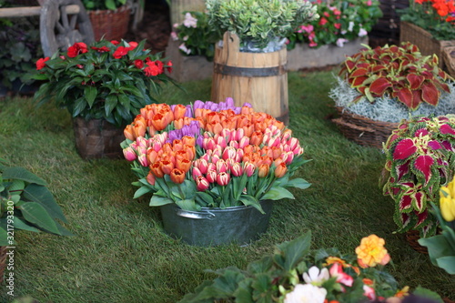 Stand with many different plants at the flower expo. Multicolored tulips in a big bucket on a flower show