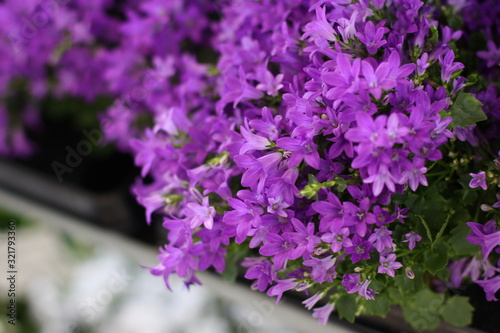 Blue bellflower or campanula flowers 