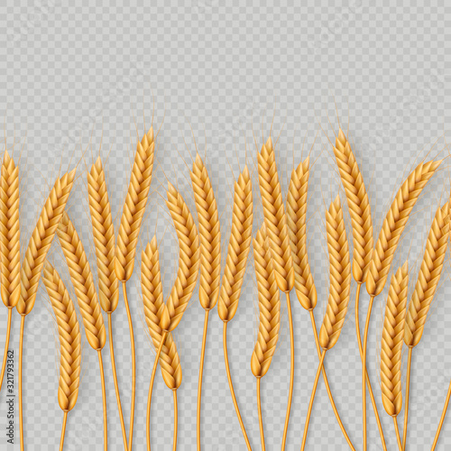 Bunch of wheat ears, dried whole grains seamless realistic illustration isolated on transparent background. Bakery object template. EPS 10
