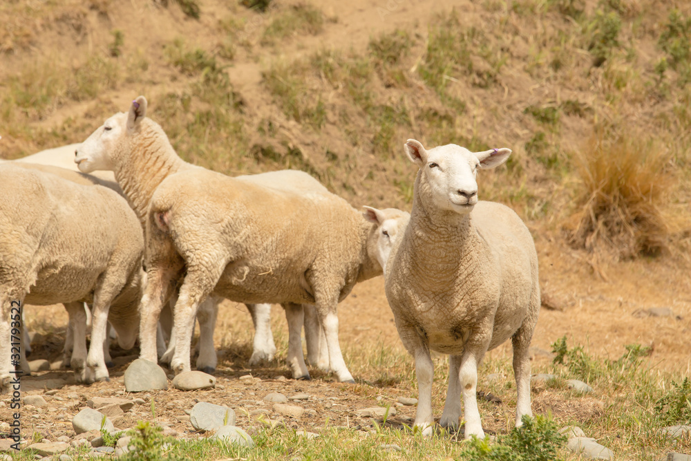 Baby cute sheep standing on dry glass, farm animal Baby cute sheep standing on dry glass, farm animal