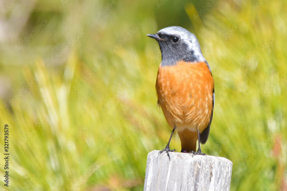 Fototapeta premium 野鳥 ジョウビタキ（オス♂）