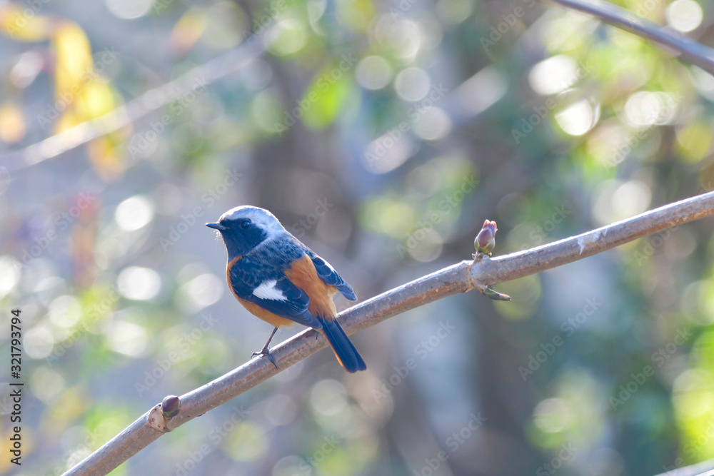 Obraz premium 野鳥 ジョウビタキ（オス♂）