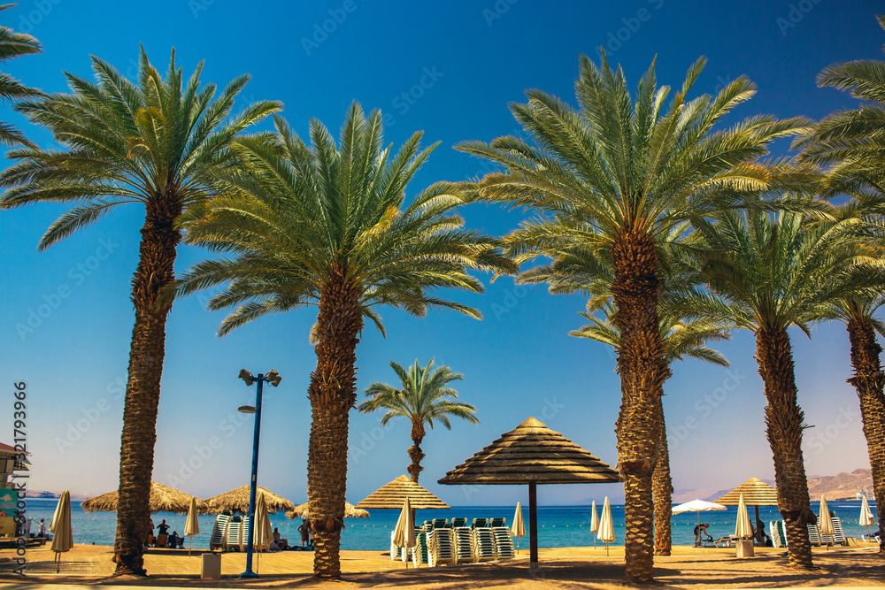 palm beach resort landscape Israeli city Eilat outdoor scenic view Red sea shore line summer time vacation season weather bright day Stock Photo | Adobe Stock