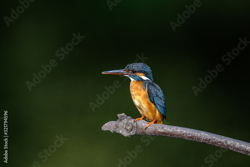 Kingfisher on a branch close up portrait