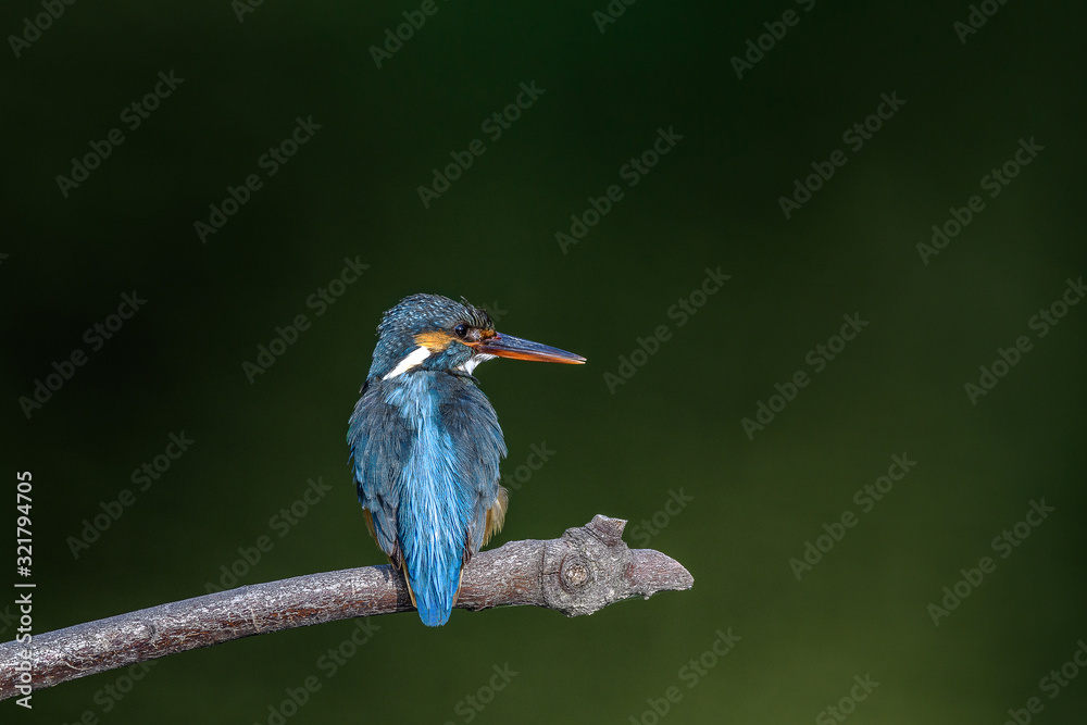Fototapeta premium Kingfisher on a branch close up portrait